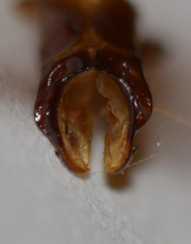 Coilodera formosana